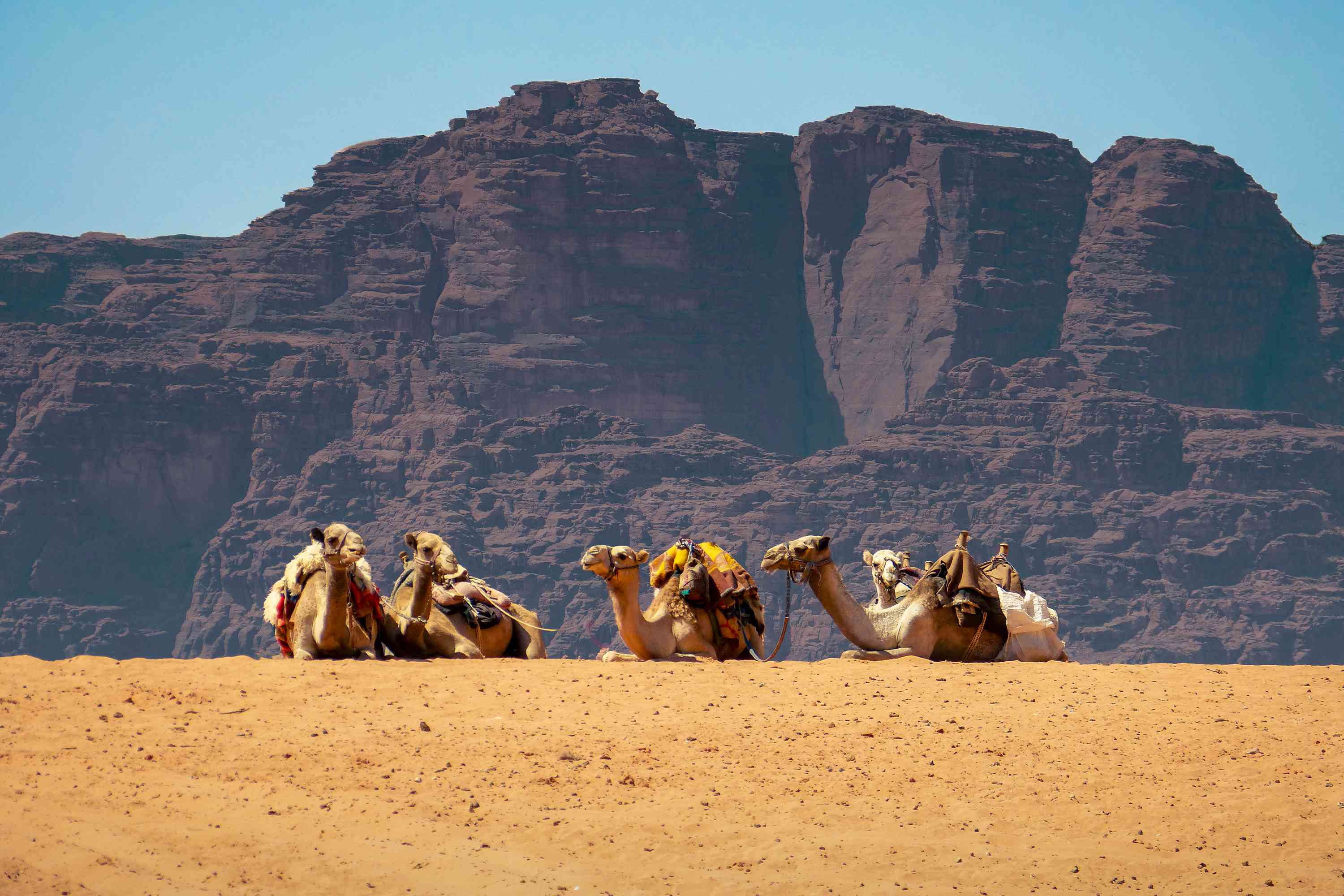 Camels in Wadi Rum, Jordan by Sacha Bunnik